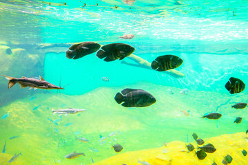 Naklejka na ściany i meble Fish in one of the aquariums at Bioparque Pantanal (Pantanal Aquarium), in Campo Grande, Mato Grosso do Sul