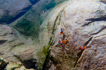 Fish in one of the aquariums at Bioparque Pantanal (Pantanal Aquarium), in Campo Grande, Mato Grosso do Sul
