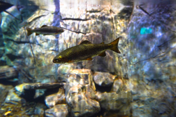 Fish in one of the aquariums at Bioparque Pantanal (Pantanal Aquarium), in Campo Grande, Mato...