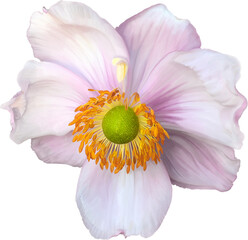 Pink lilac feature floral, single bloom, yellow stamen, green center, hand drawn realistic art style, isolated background.