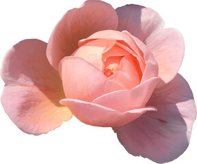 Pink rose feature floral, single bloom, hand drawn realistic art, isolated background.