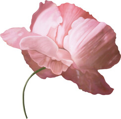 Pink rose, small green stem. Feature floral, realistic hand drawn art, isolated background. Design element.