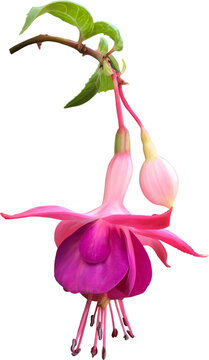 Fuchsia, pink, purple. Single bloom with bud, leaves part stem. Feature flowers on isolated background png.