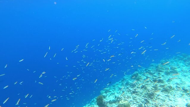 a flock of fish. underwater video. Waterproof photo, video equipment for travel