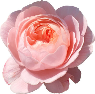Pink rose feature floral, single flower blossom, hand drawn realistic art, isolated background png.