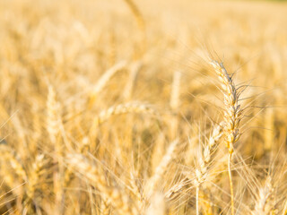 Yellow field of agriculture with ripe wheat, farming