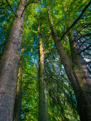 Beautiful green forest in  summer