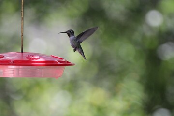 Hummingbird in Arizona