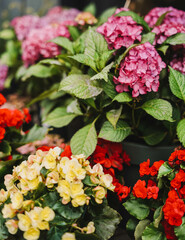 Varias flores naturales y coloridas