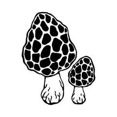 Pale toadstool mushroom.Botanical sketch.Vector graphics.