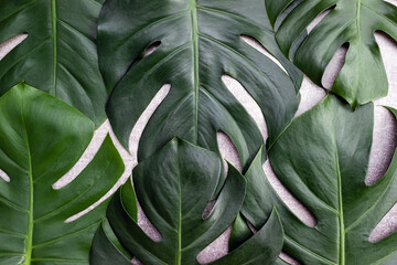 Fototapeta na wymiar Pattern of green monstera leaves. Tropical wallpaper or background for beauty products. Natural textures, selective focus