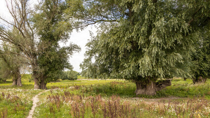 Obraz premium trees and hikingtrail in the dry floodplains of river the Waal, Netherlands