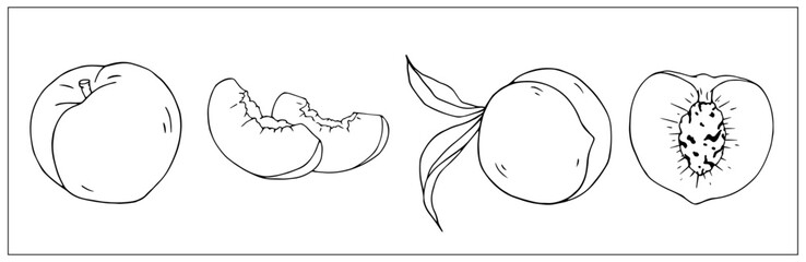 Set of botanical sketches of peach slices and whole fruits. Vector graphics.