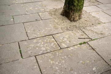 Fototapeta premium city pavement with bird droppings from seagulls