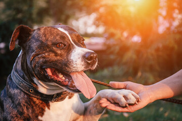 American pit bull friendly gives a paw to the owner