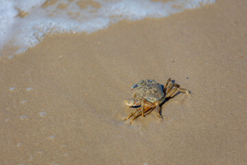 Selective focus of one crab in its natural habitat on the beach, True crabs are decapod crustaceans of the infraorder Brachyura, Living out naturally animal along seashore, North sea, Netherlands.