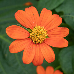 orange marigold flower