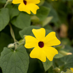 yellow flower