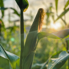 corn on the cob a selective focus picture of corn cob in organic corn field.