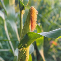 corn on the cob a selective focus picture of corn cob in organic corn field.