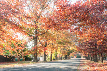Naklejka premium Looking along a canopy of autumn trees in the early morning sun.