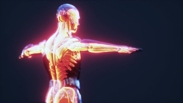 Digital illustration of muscular system