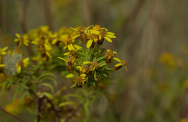 Plantas de campo silvestre