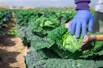 Closeup of farmer hands harvesting fresh cabbage leaves on farm field