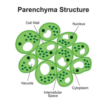 Scientific Designing of Parenchyma Structure. The Simple Permanent Tissue. Colorful Symbols. Vector Illustration.