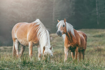 Portrait of two haflinger horses at a  mountain pasture in evening light