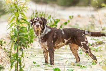 Portrait of a leopard labrador design breed dog having fun at a sandpit in autumn at a rainy day...