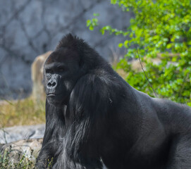 An isolated and lonely silverback gorilla