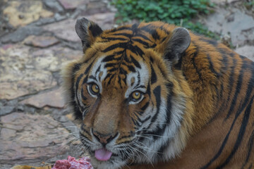 Portrait of an endangered and captive bengal tiger in a zoo