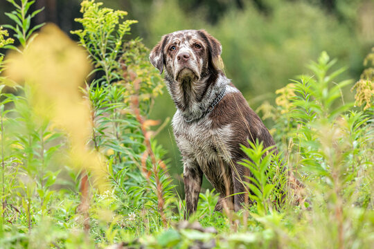 Autumnal portrait of a leopard labrador dogbreed posing on a meadow outdoors at a rainy day