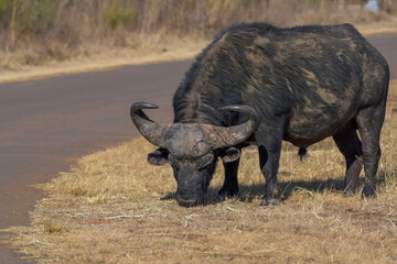 African Buffalo bull portrait with big horns