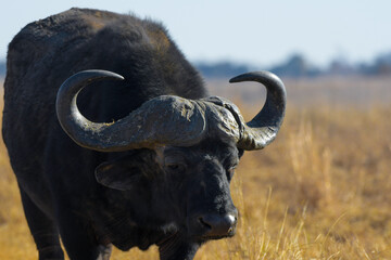 African Buffalo bull portrait with big horns