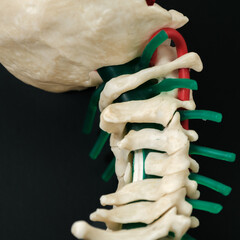 Cervical Spine Model Posterior Oblique