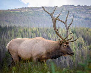 Bull Rocky mountain elk (cervus canadensis) walking in search of harem for fall elk rut, Rocky Mountain National Park, Colorado USA