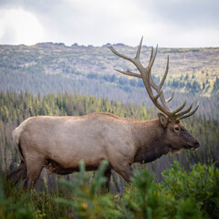 Naklejka na ściany i meble Bull Rocky mountain elk (cervus canadensis) walking in search of herd for fall rut, Rocky Mountain National Park, Colorado