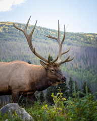 Naklejka na ściany i meble Bull Rocky mountain elk (cervus canadensis) walking in search of herd for fall rut, Rocky Mountain National Park, Colorado