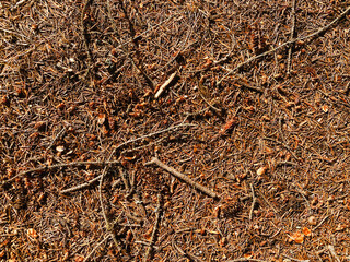 pine needles dry christmas autumnal holiday seasons pinecones tree season autumn pinecone groundcover seeds fall gardening holidays nature background outdoors backdrop