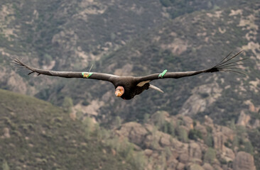 California Condor Glides Over The Hills of Pinnacles
