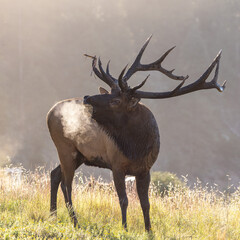 Bull Rocky Mountain elk (cervus canadensis) bugling in cool morning sun lighting during fall elk rut Colorado, USA 