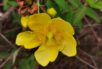 Obraz premium Iperico - Hypericum patulum Thunb.