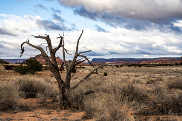 Dead Tree Stands In The Canyonlands Desert