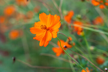 Sulfur Cosmos of bright red-orange color close-up on a green bokeh.