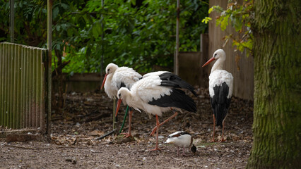 birds storks and black and white duck in the park.Black and white large storks in the reserve. 