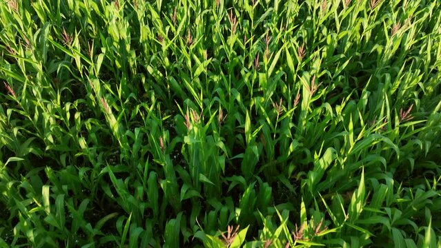 Corn field, drone view. Corn on the green stalk in the field. Maize plant and sweetcorn. Corncob in cornfield at farm. Harvest season. Green leaves and corn background. Fodder maize and grain crop. 