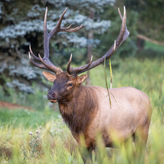 Fototapeta premium Bull Rocky Mountain elk (cervus canadensis) with cattail hanging from antler after wallowing in cattails during fall elk rut Colorado, USA