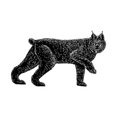 Canada Lynx hand drawing vector illustration isolated on background	